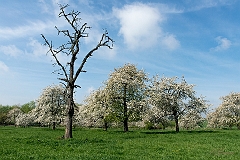 Bloesemwandeling Mettekoven 2014